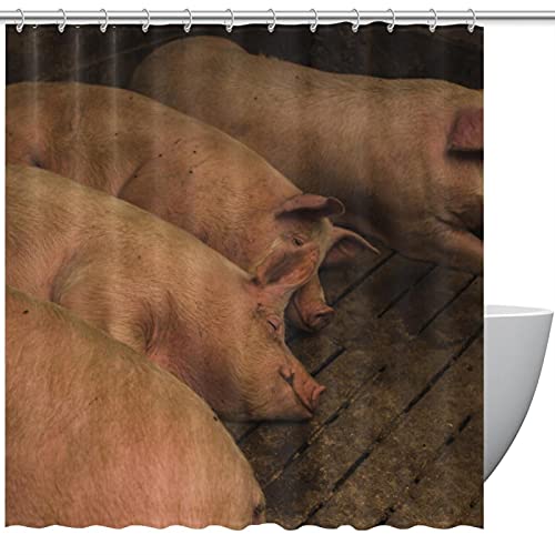 Cortina de ducha, cerdos gordos tumbados en la granja, 60 x 72, 66 x 72, 72 x 72